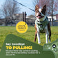 Cheeky Imp No-Pull Dog Harness