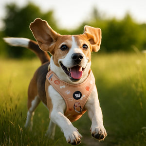 cute harness
